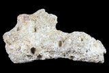 Unique, Agatized Fossil Coral With Quartz - Florida #72294-1